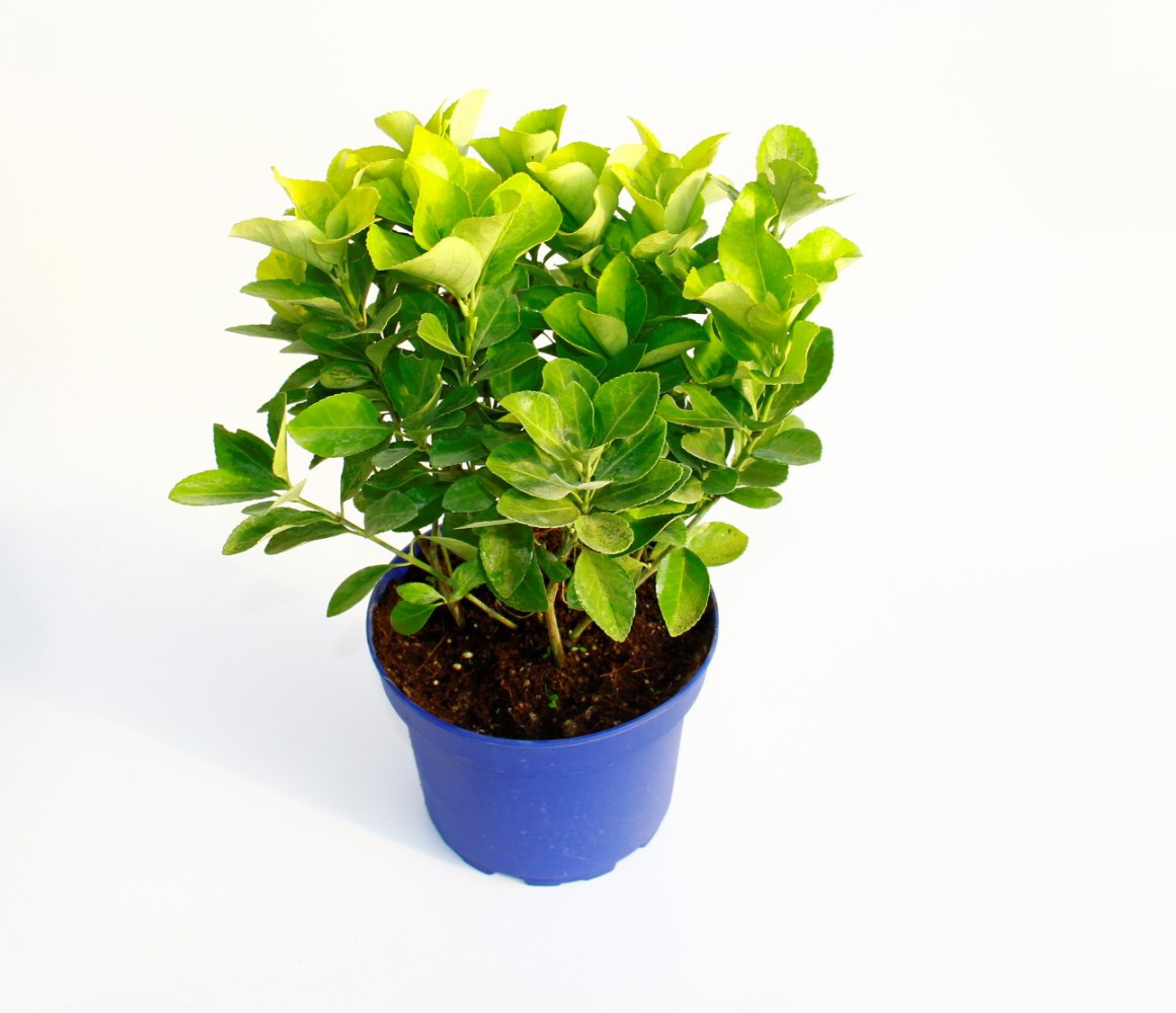 GOLD TAFLAN 3 ADET - MAVİ SAKSIDA HEDİYELİK