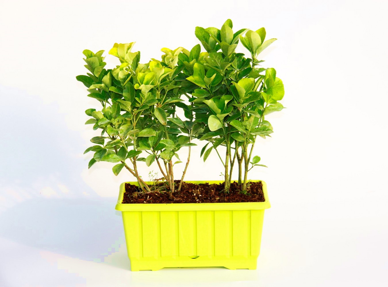 GOLD TAFLAN 3 ADET - SARI DEKORATİF SAKSIDA (6'LI DİKİM)