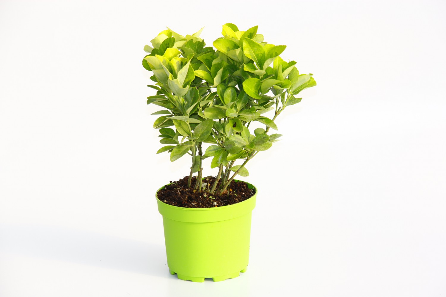 GOLD TAFLAN 3 ADET - YEŞİL SAKSIDA HEDİYELİK