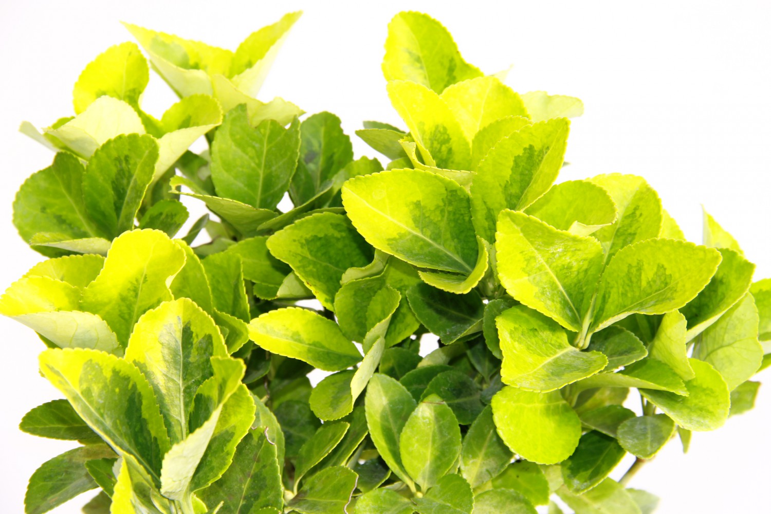 GOLD TAFLAN 3 ADET - YEŞİL SAKSIDA HEDİYELİK