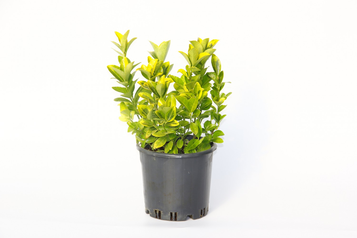 GOLD TAFLAN 5 ADET (3'LÜ DİKİM) - SARI ÇİT BİTKİSİ