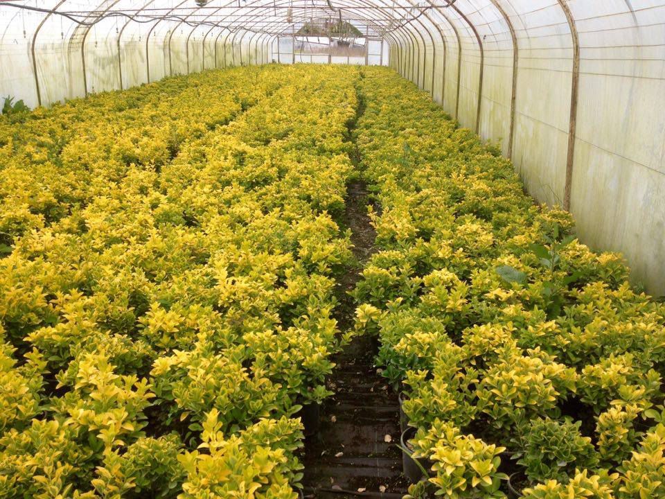 GOLD TAFLAN 5 ADET - BÜYÜK BOY 40 - 50 cm GOLD TAFLAN 5 ADET - BÜYÜK BOY 40 - 50 cm