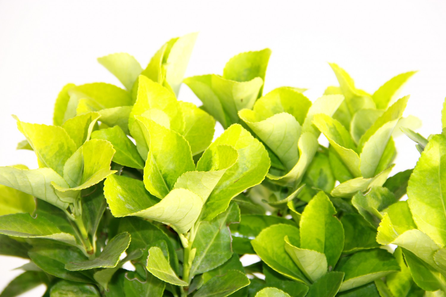 GOLD TAFLAN 5 ADET - MAVİ SAKSIDA HEDİYELİK