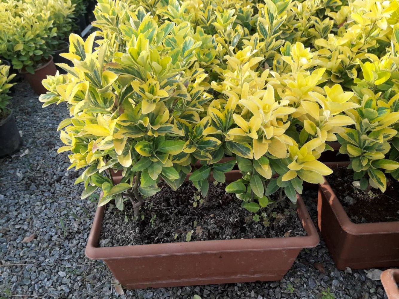 GOLD TAFLAN - DEKORATİF SAKSIDA SEPERATÖR BİTKİ