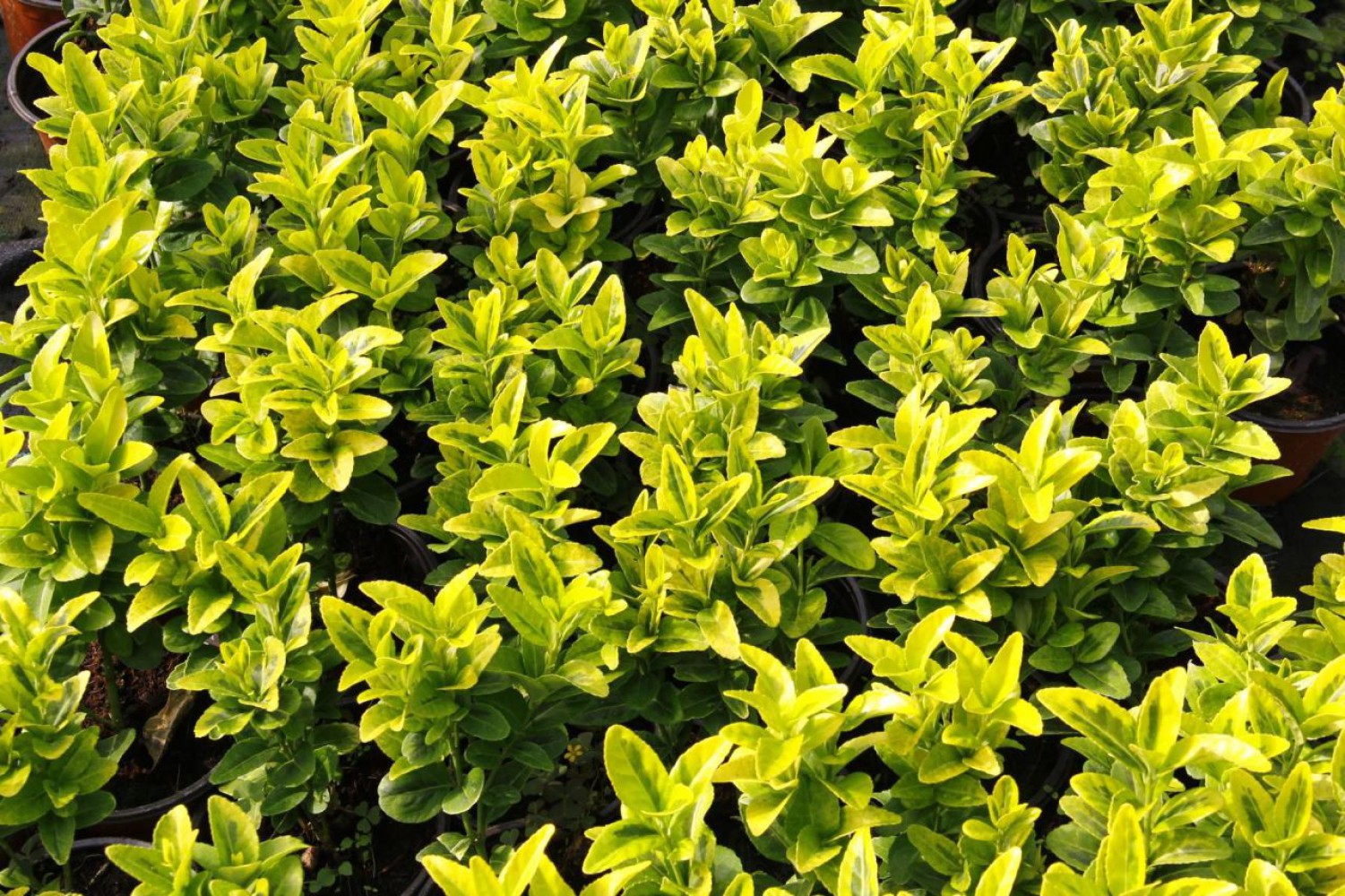 GOLD TAFLAN - DEKORATİF SAKSIDA SEPERATÖR BİTKİ