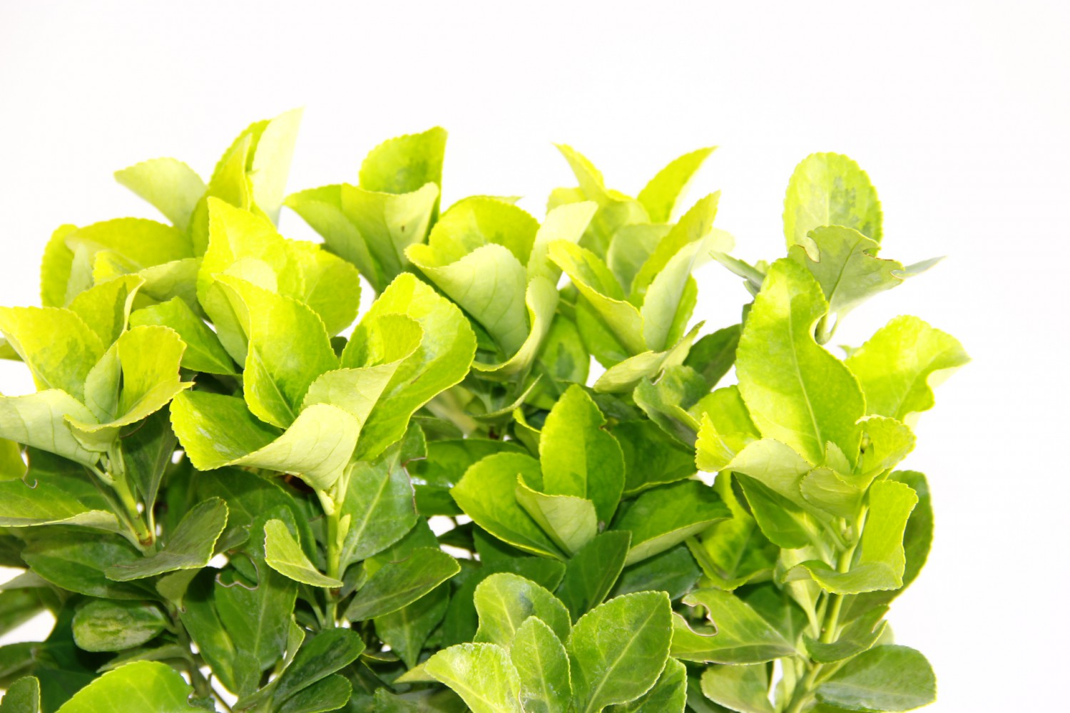 GOLD TAFLAN - MAVİ SAKSIDA HEDİYELİK