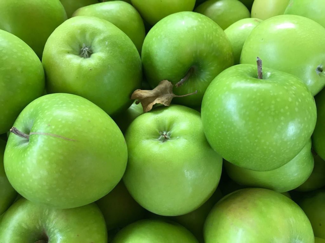 GRANNY SMITH ELMA FİDANI 1 ADET - Aşılı ve Tüplü