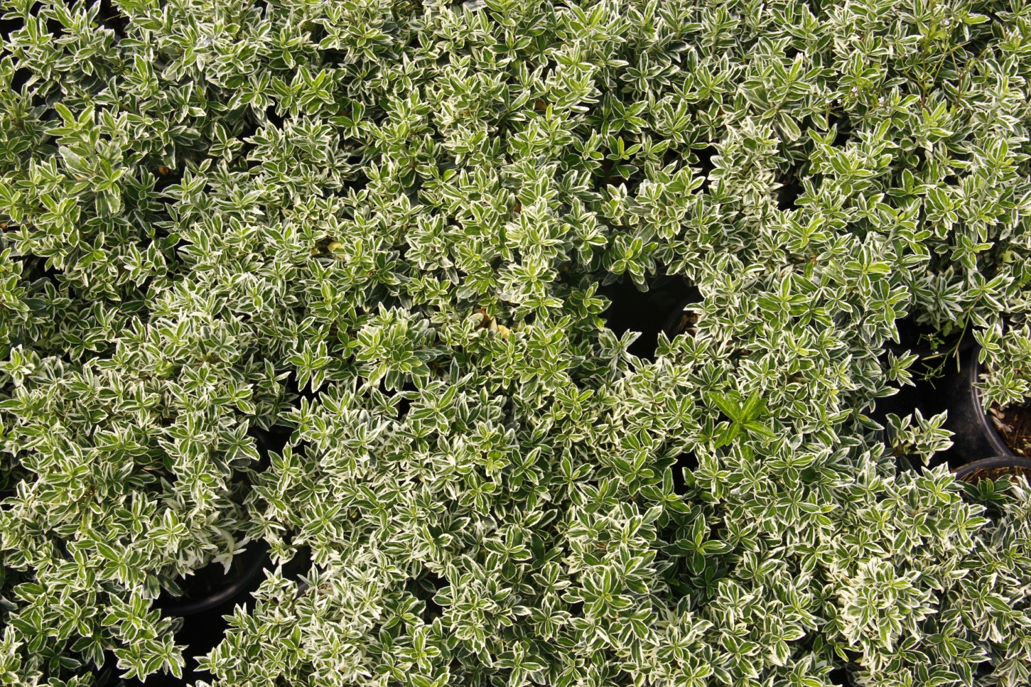 GÜMÜŞİ ÇITIR TAFLAN - DEKORATİF ÇİT BİTKİSİ 30 ADET