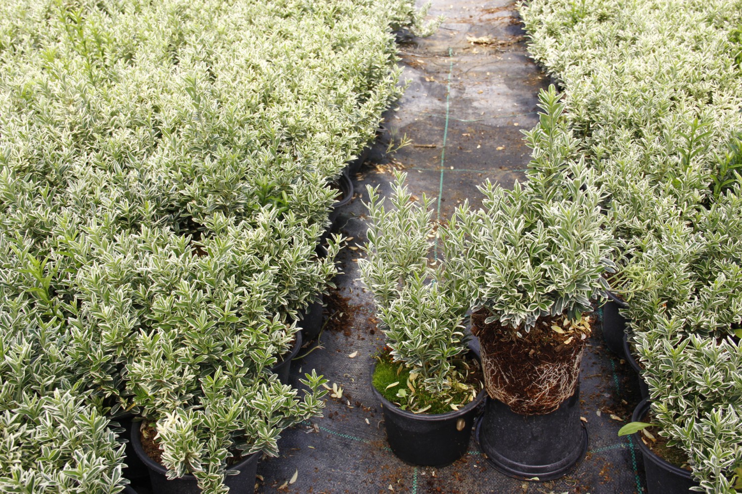 GÜMÜŞİ ÇITIR TAFLAN - DEKORATİF ÇİT BİTKİSİ 30 ADET