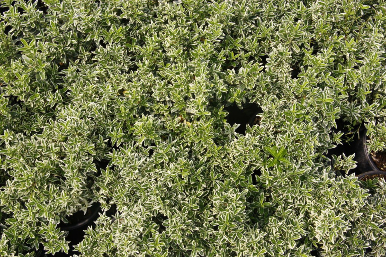 GÜMÜŞİ TAFLAN 10 ADET ÇİT-BORDÜR BİTKİSİ