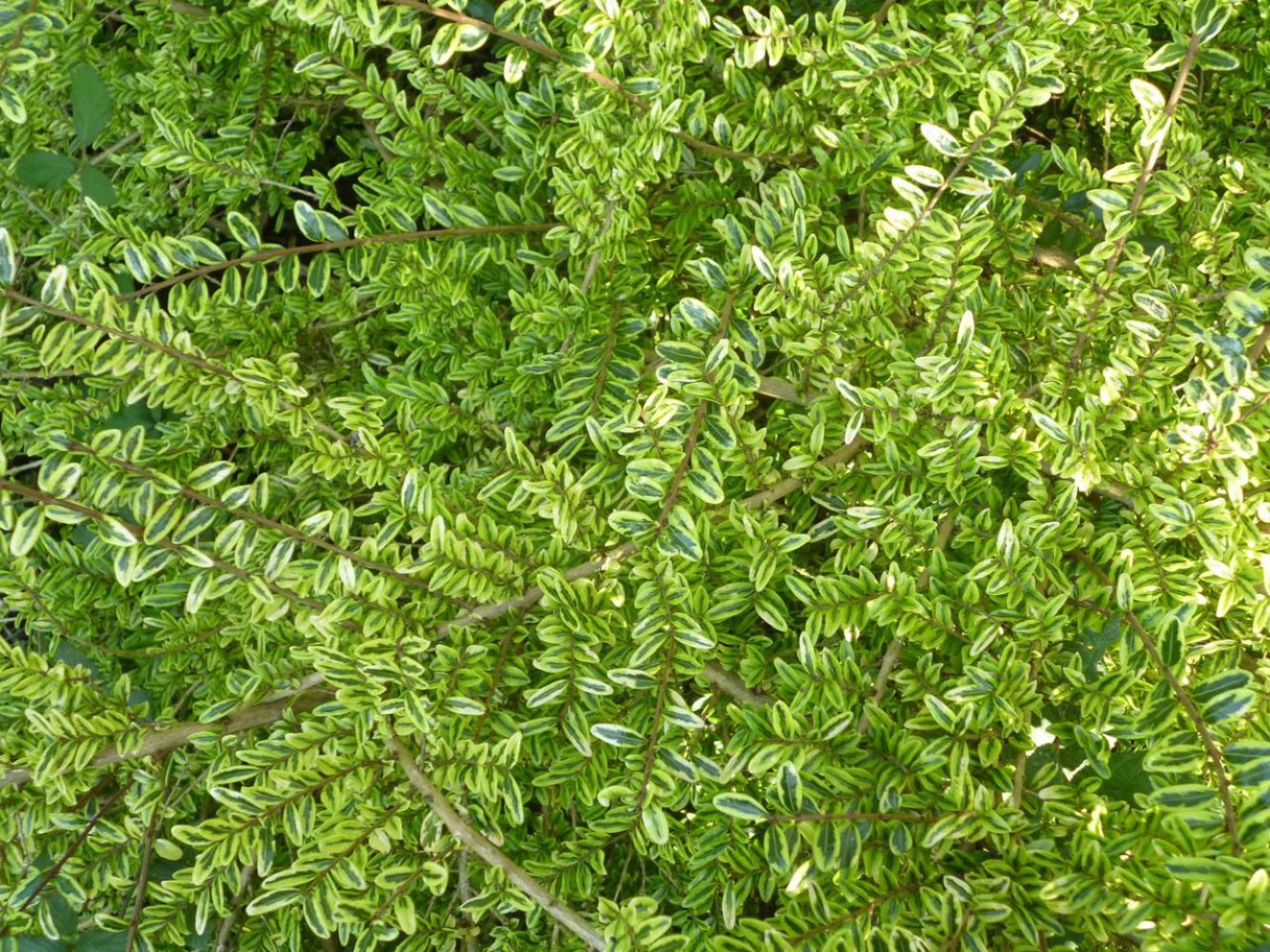 HANIMELİ ÇİT BİTKİSİ 10 ADET 'Lonicera Lemon Beauty' HANIMELİ ÇİT BİTKİSİ 10 ADET 'Lonicera Lemon Beauty'