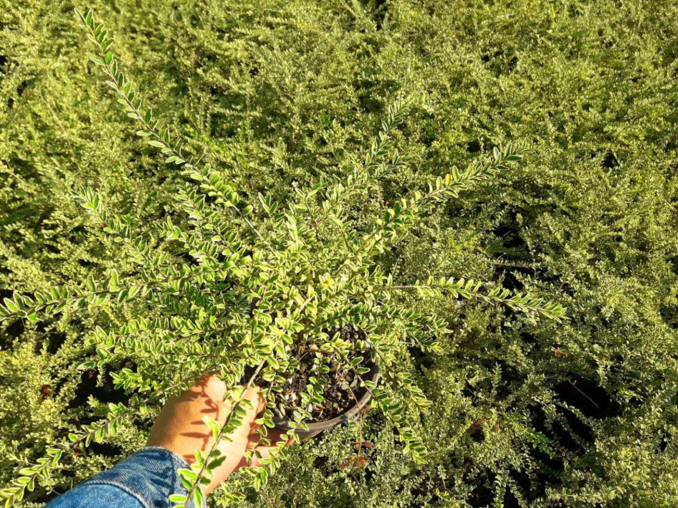 HANIMELİ ÇİT BİTKİSİ 10 ADET 'Lonicera Lemon Beauty' HANIMELİ ÇİT BİTKİSİ 10 ADET 'Lonicera Lemon Beauty'