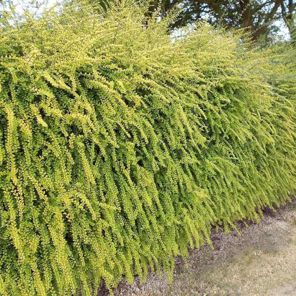 HANIMELİ ÇİT BİTKİSİ 20 ADET 'Lonicera Lemon Beauty'