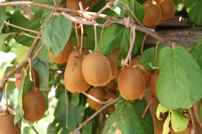 HAYWARD KİVİ FİDANI -  2 ADET -  (1 Erkek + 1 Dişi)