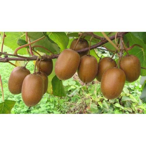 HAYWARD KİVİ FİDANI -  2 ADET -  (1 Erkek + 1 Dişi)