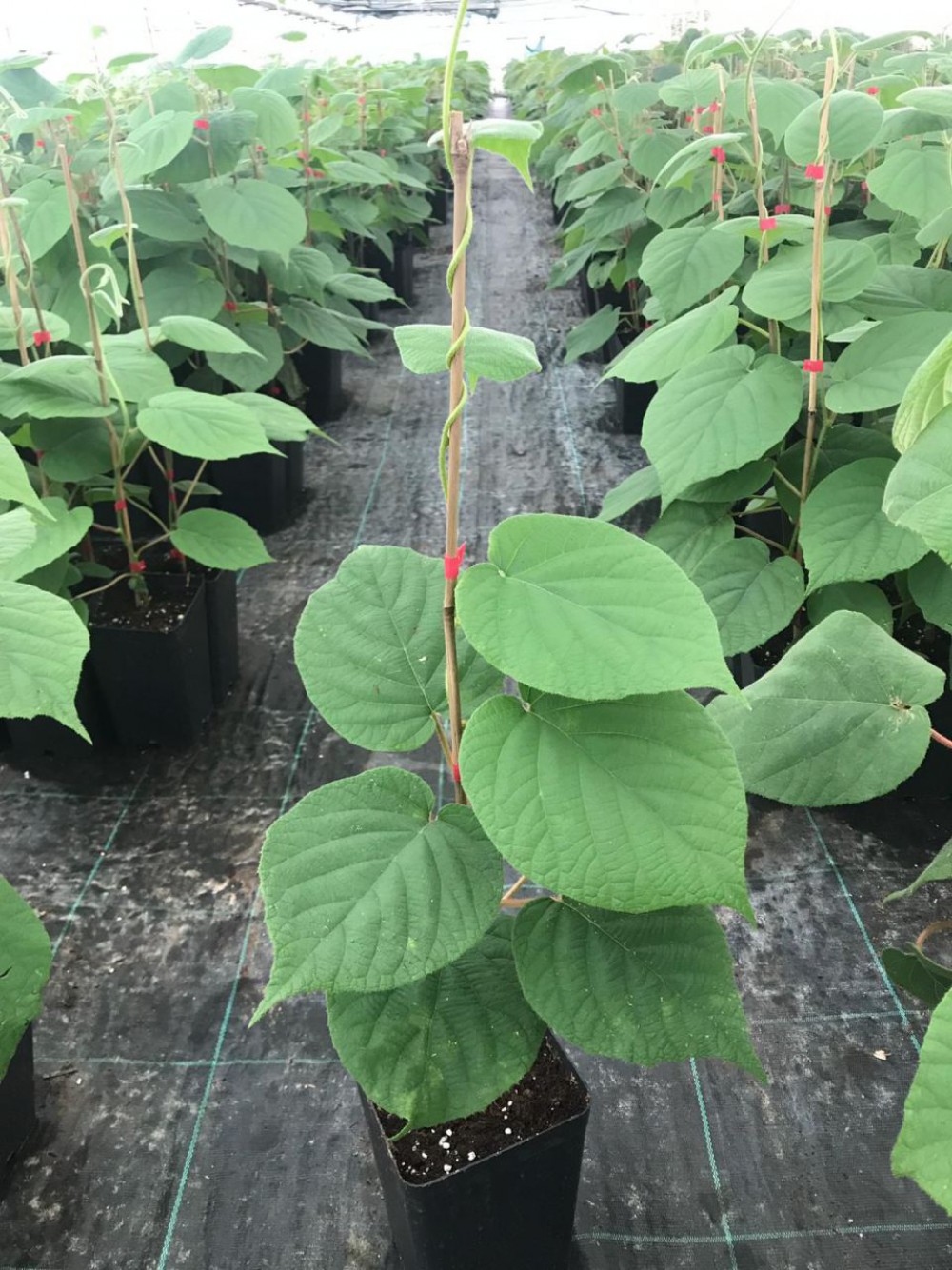 HAYWARD KİVİ FİDANI -  2 ADET -  (1 Erkek + 1 Dişi)