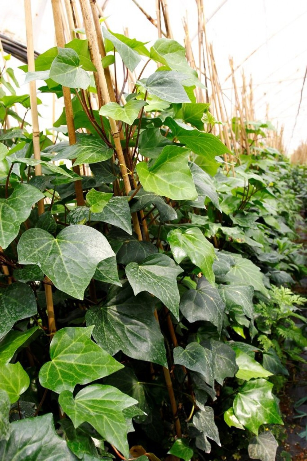 HEDERA ORMAN SARMAŞIĞI 20 ADET 1.5 Metre