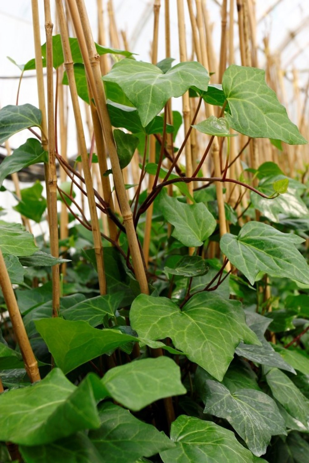 HEDERA ORMAN SARMAŞIĞI 20 ADET 1.5 Metre