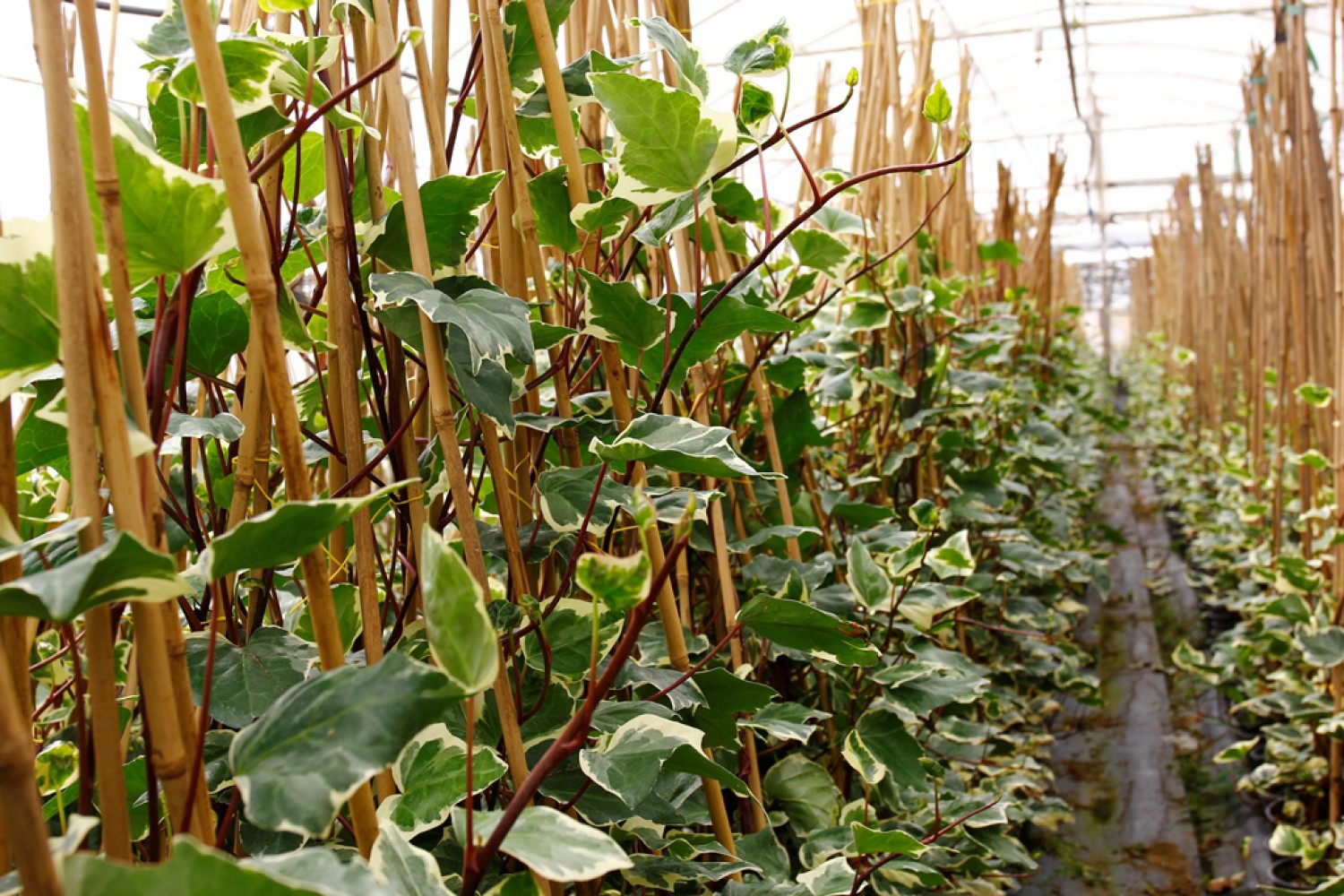 HEDERA ORMAN SARMAŞIĞI 3 ADET - ALACALI SARILICI BİTKİ