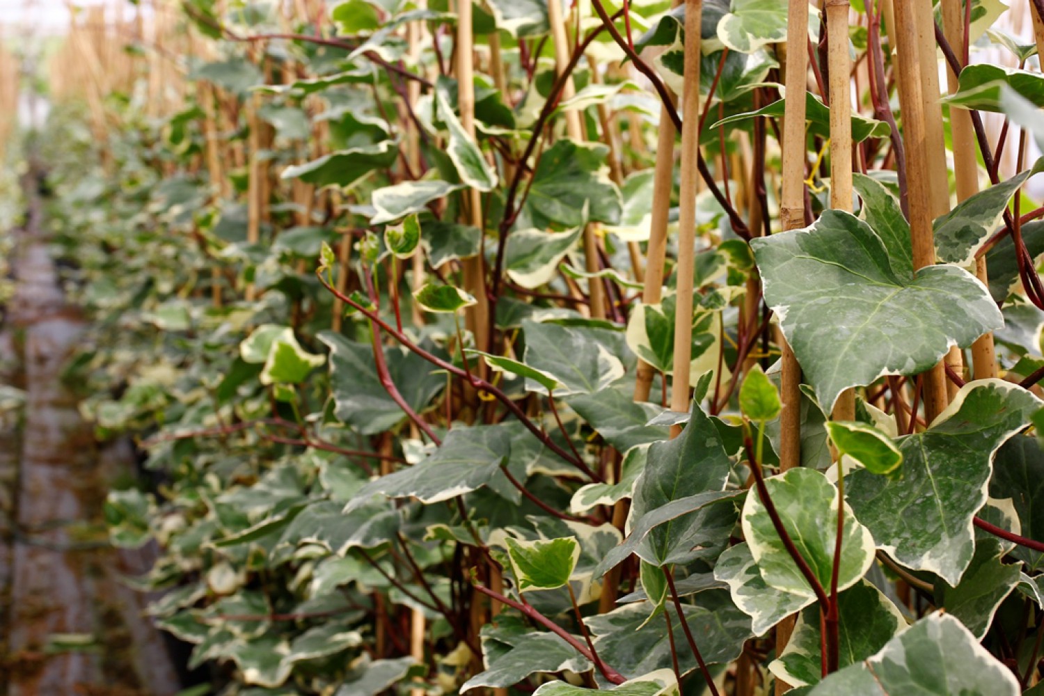 HEDERA ORMAN SARMAŞIĞI 3 ADET - ALACALI SARILICI BİTKİ