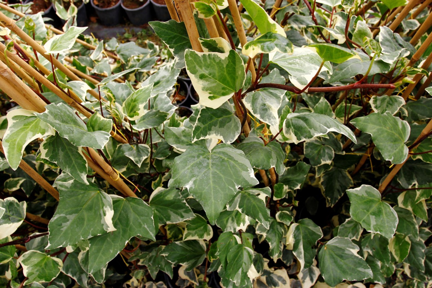 HEDERA ORMAN SARMAŞIĞI 3 ADET - ALACALI SARILICI BİTKİ