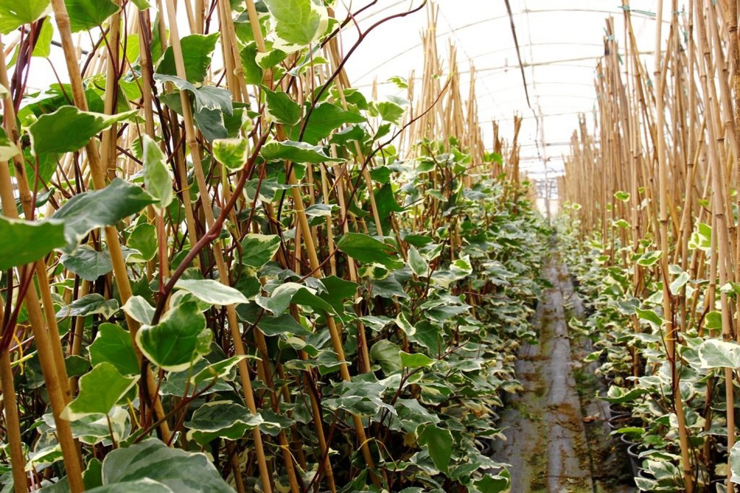 HEDERA ORMAN SARMAŞIĞI 5 ADET - ALACALI SARILICI BİTKİ