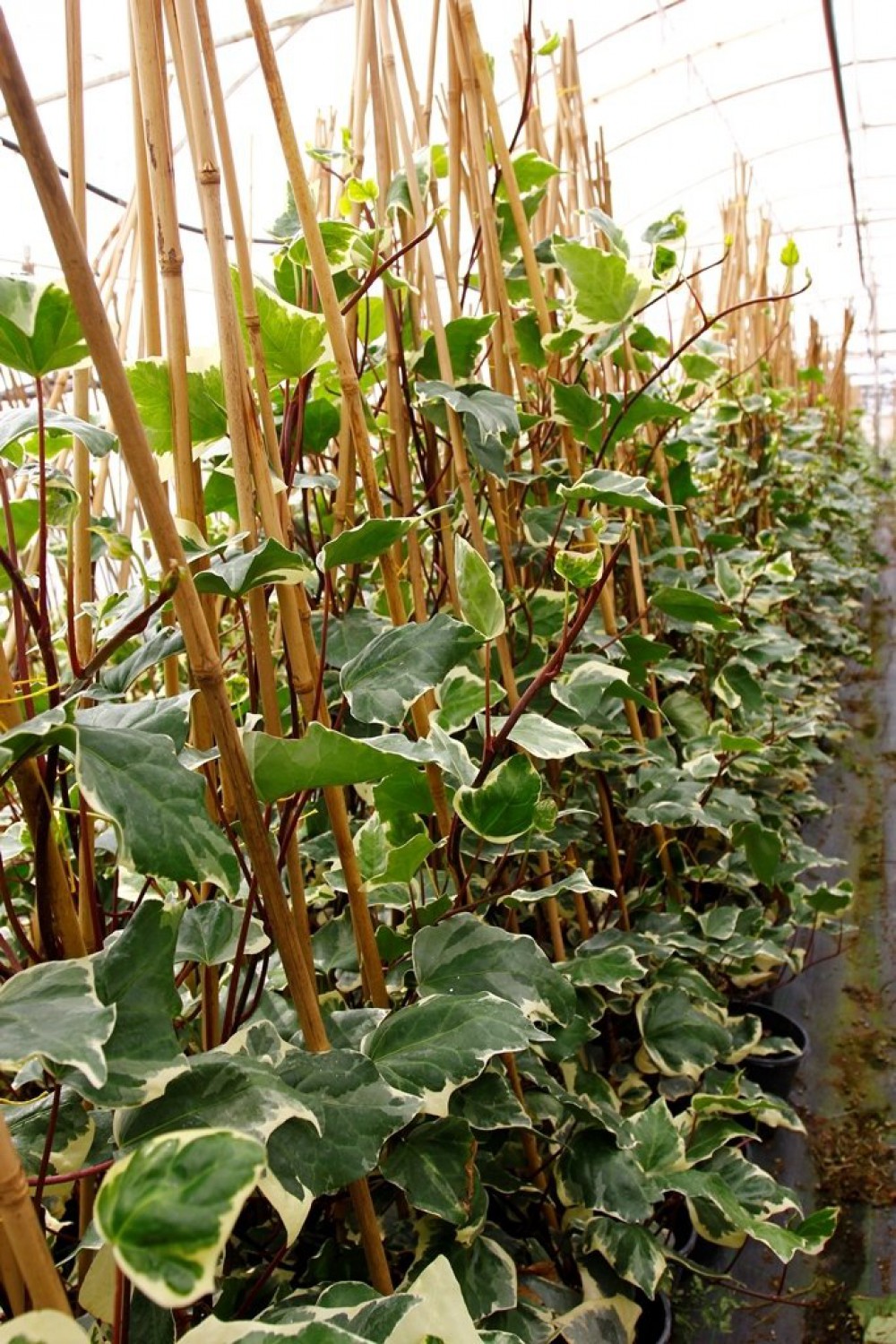 HEDERA ORMAN SARMAŞIĞI 5 ADET - ALACALI SARILICI BİTKİ