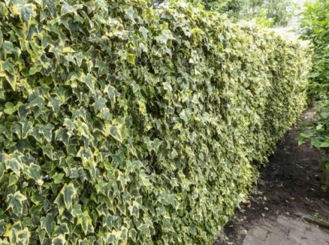 HEDERA SARMAŞIK - 1.5 + METRE SARILICI BİTKİ