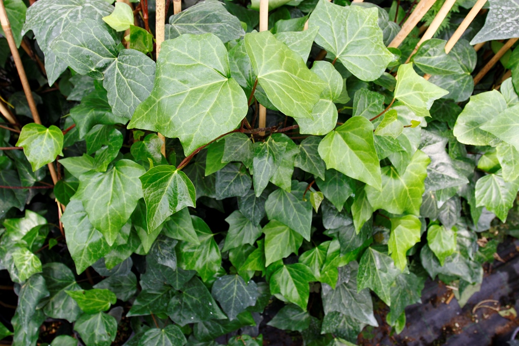 HEDERA SARMAŞIK - 1.5 + METRE SARILICI BİTKİ