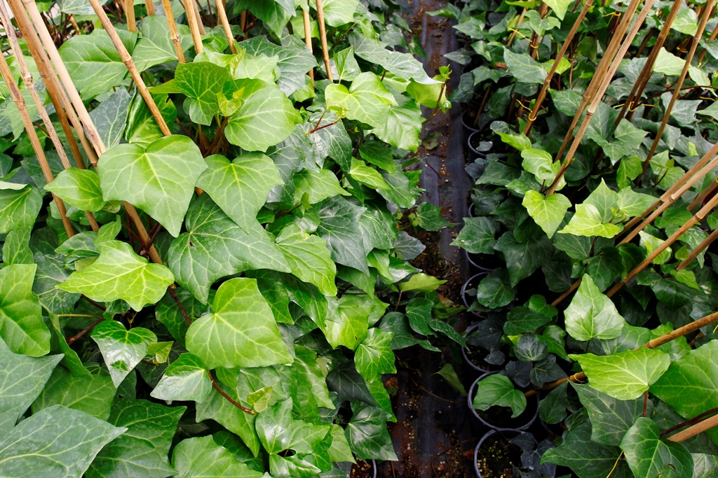HEDERA SARMAŞIK - 1.5 + METRE SARILICI BİTKİ