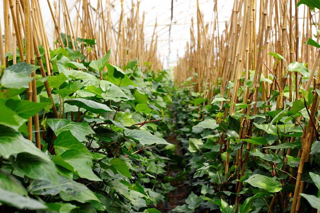 HEDERA SARMAŞIK 3 ADET - 1.5 + METRE SARILICI BİTKİ