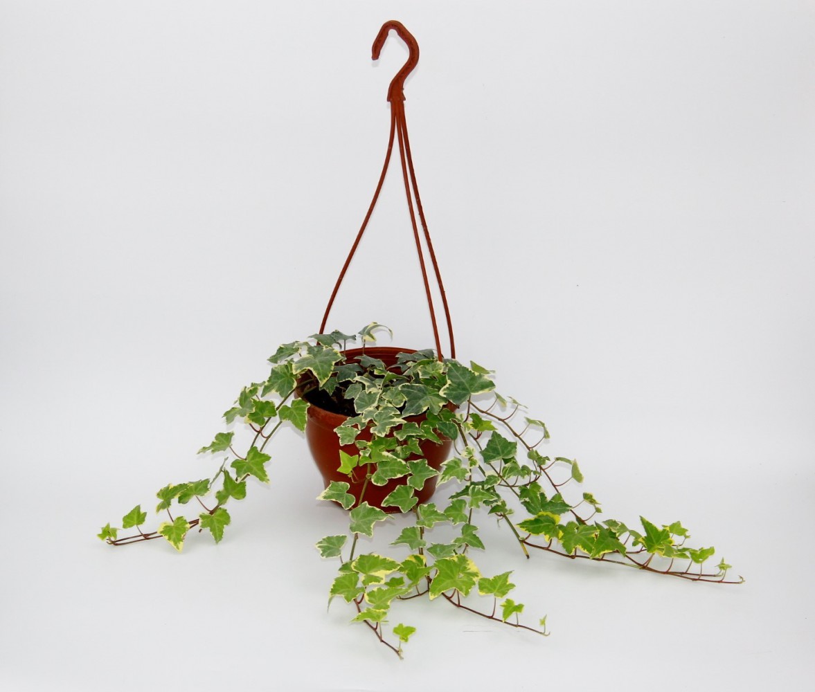 HEDERA SARMAŞIK 3 ADET - ASKILI SAKSIDA HEDİYELİK