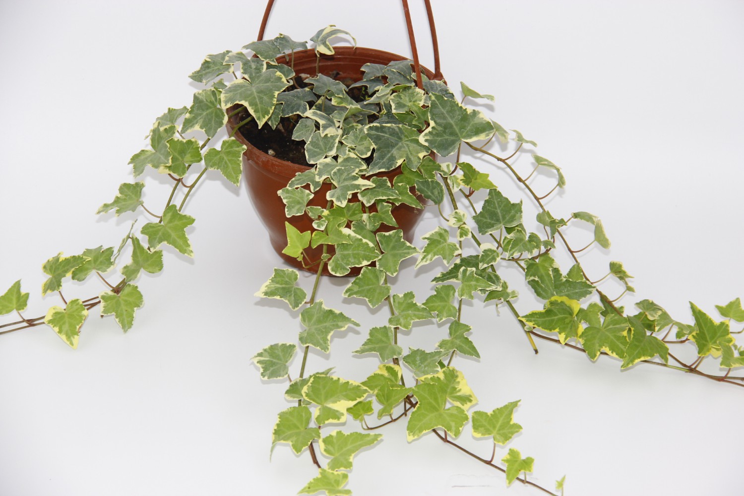 HEDERA SARMAŞIK 3 ADET - ASKILI SAKSIDA HEDİYELİK