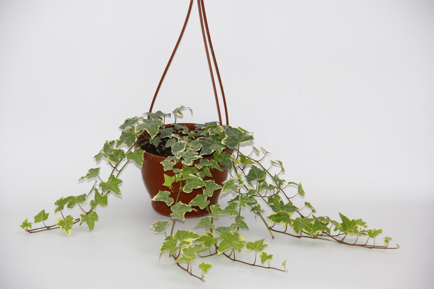 HEDERA SARMAŞIK 3 ADET - ASKILI SAKSIDA HEDİYELİK