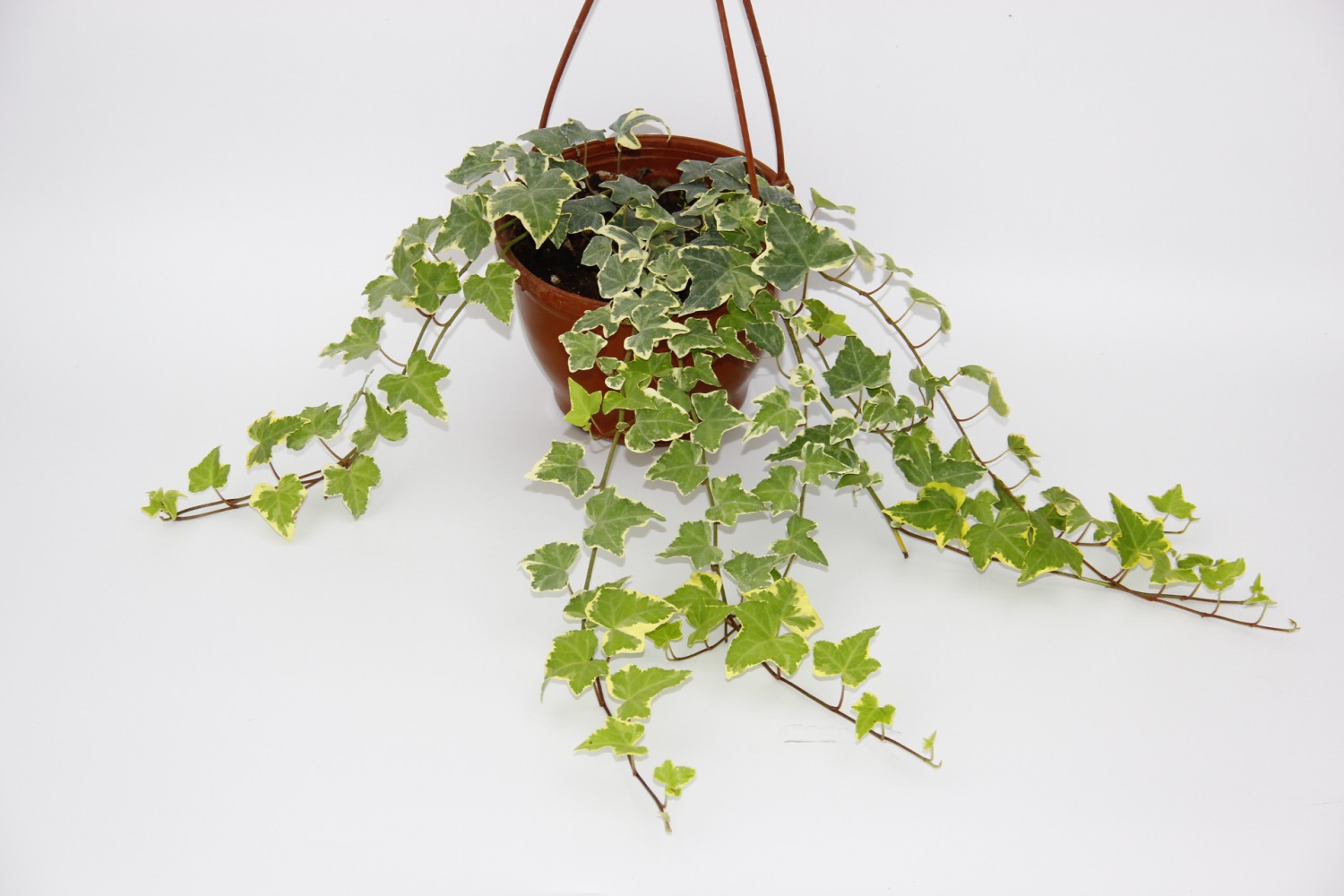 HEDERA SARMAŞIK 3 ADET - ASKILI SAKSIDA HEDİYELİK