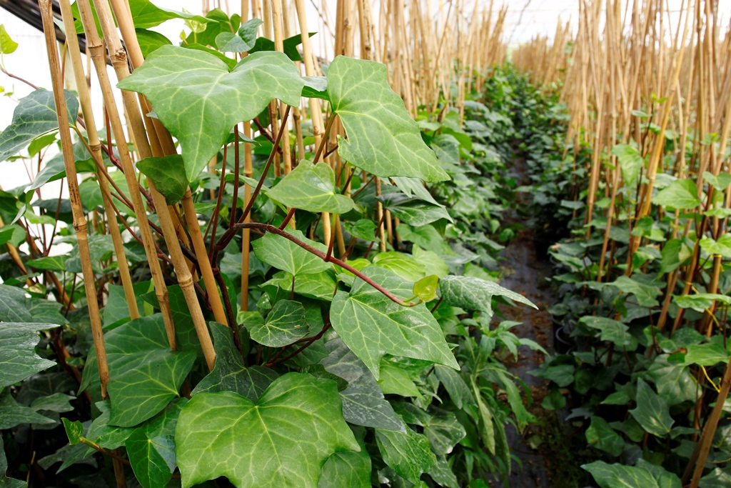 HEDERA SARMAŞIK 5 ADET - 1.5 + METRE SARILICI BİTKİ