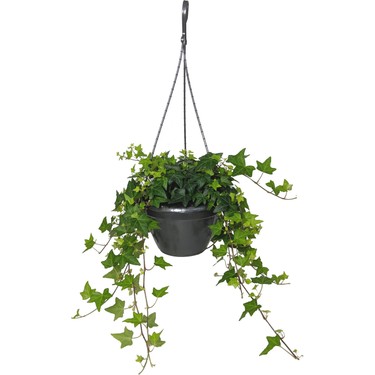 HEDERA SARMAŞIK 5 ADET - ASKILI SAKSIDA HEDİYELİK