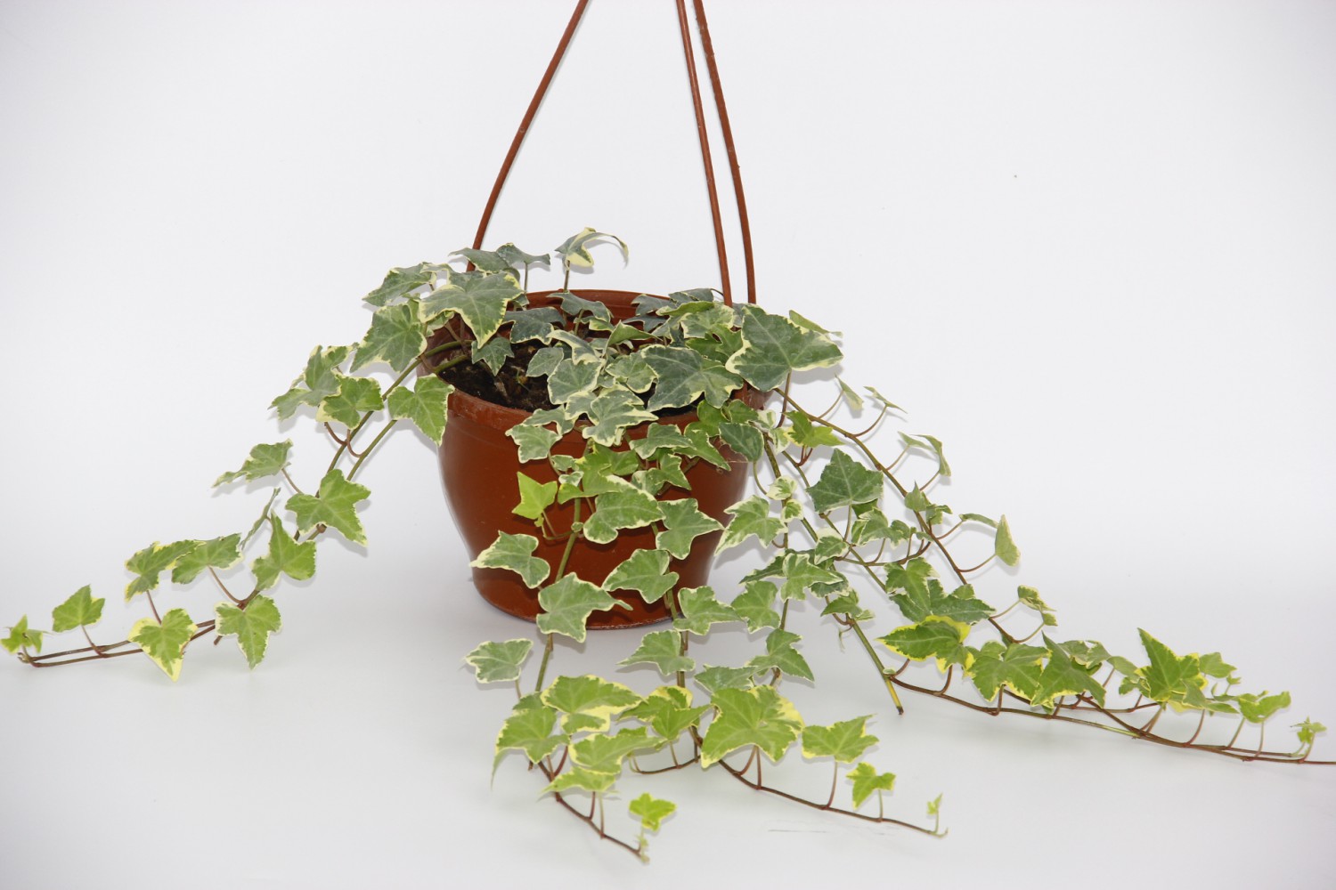 HEDERA SARMAŞIK - ASKILI SAKSIDA HEDİYELİK