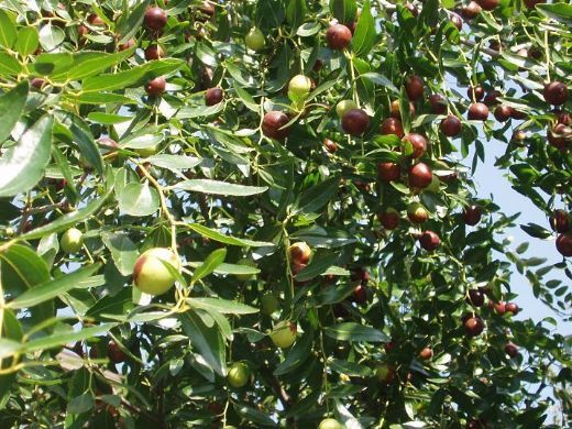 HÜNNAP FİDANI 2 ADET 150 cm 4 YAŞINDA ÇOK DALLI
