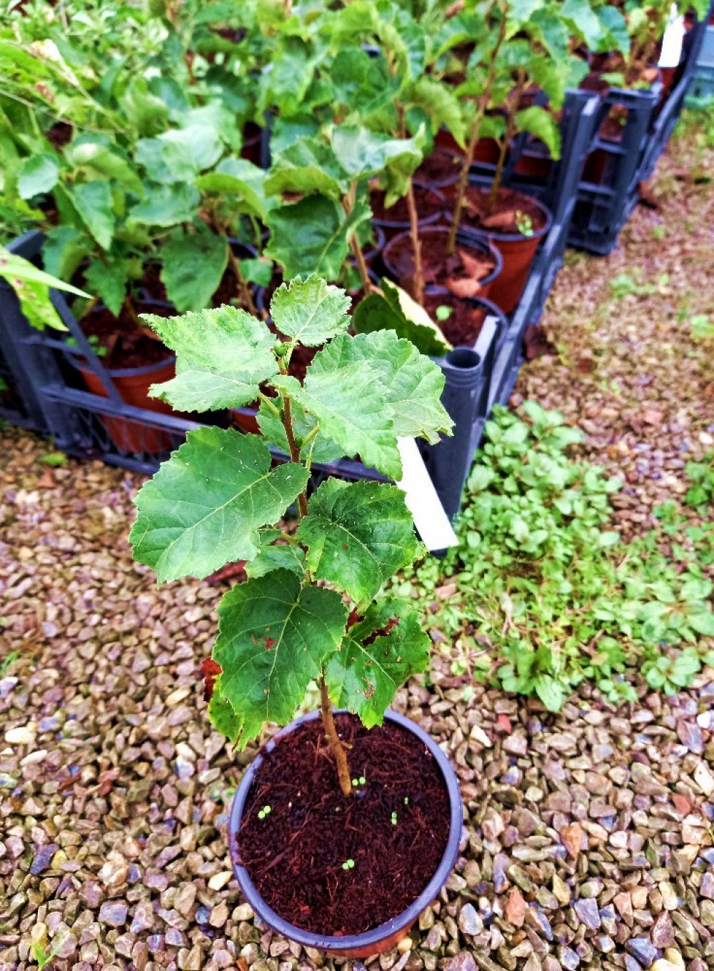 HUŞ AĞACI FİDANI - BETULA PENDULA