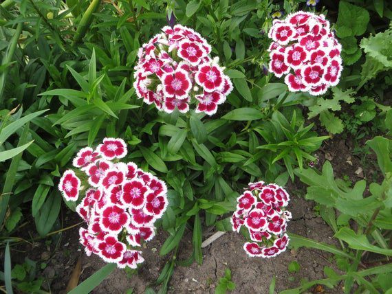 HÜSNÜ YUSUF ÇİÇEĞİ 50 ADET