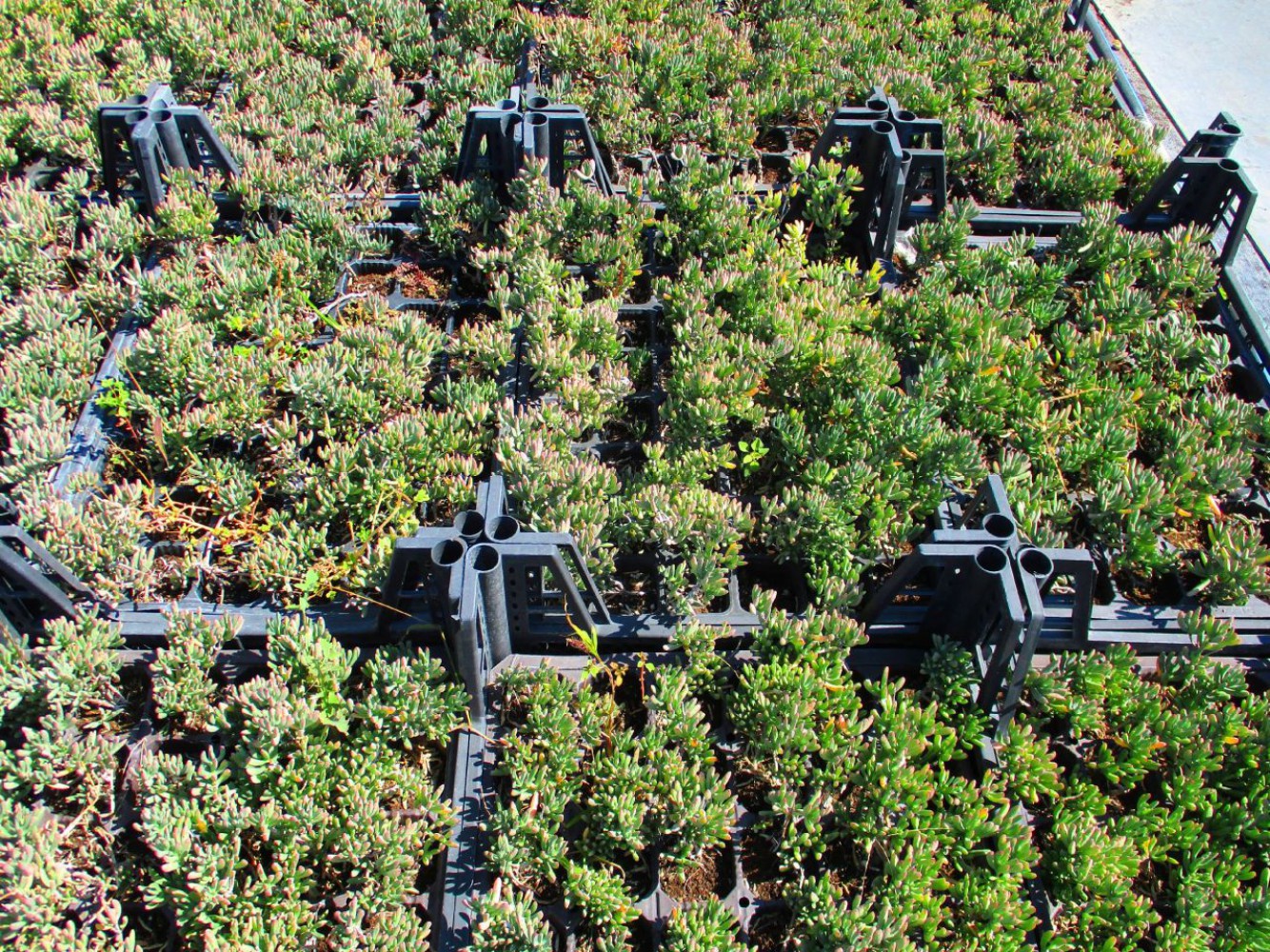 İZMİR GÜZELİ ÇİÇEĞİ 45 ADET