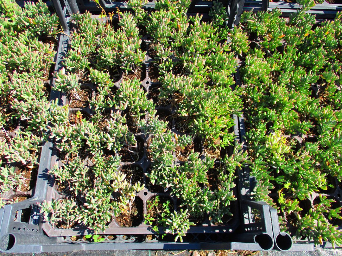 İZMİR GÜZELİ ÇİÇEĞİ 45 ADET