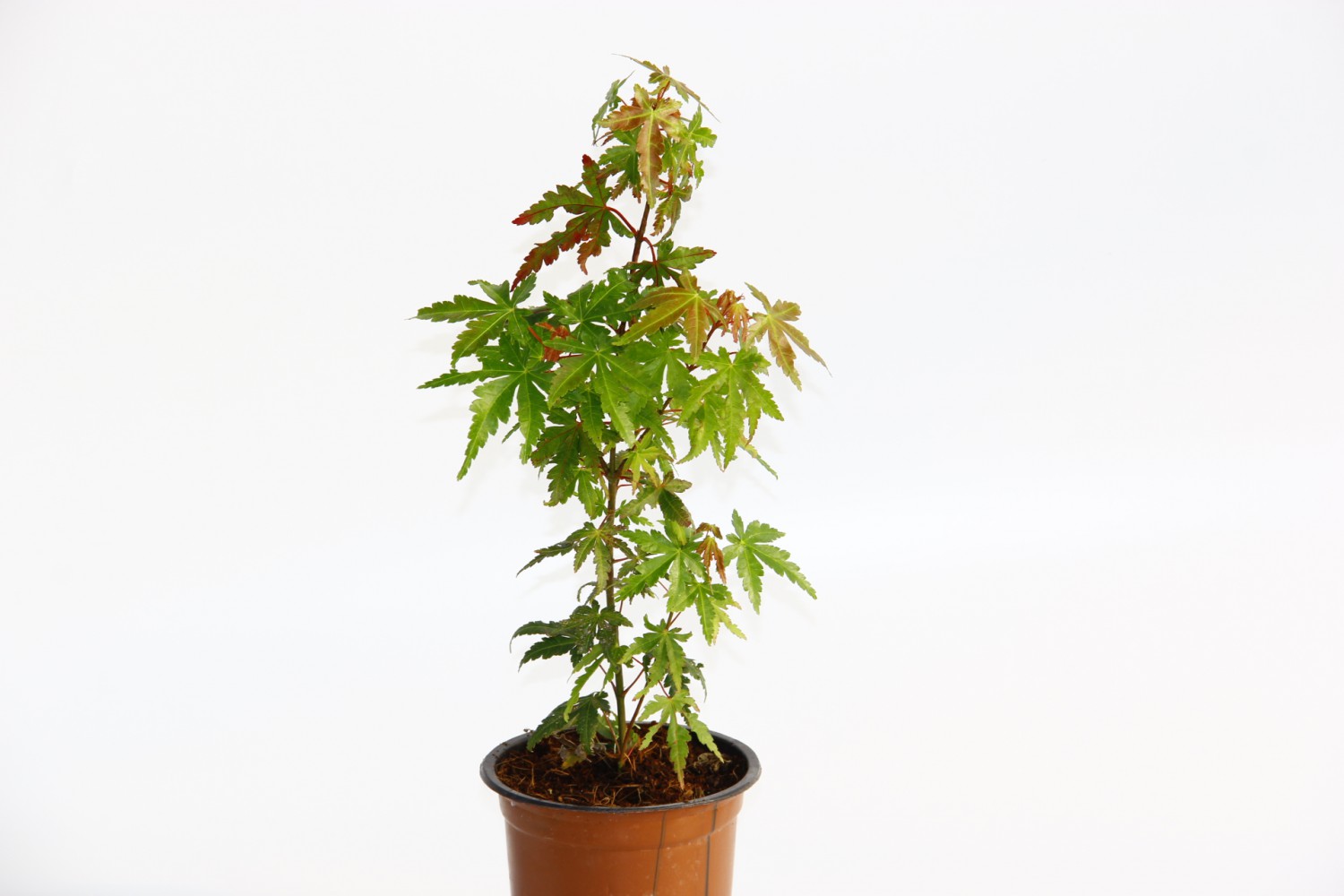 JAPON AKÇAAĞACI ACER PALMATUM 3 ADET