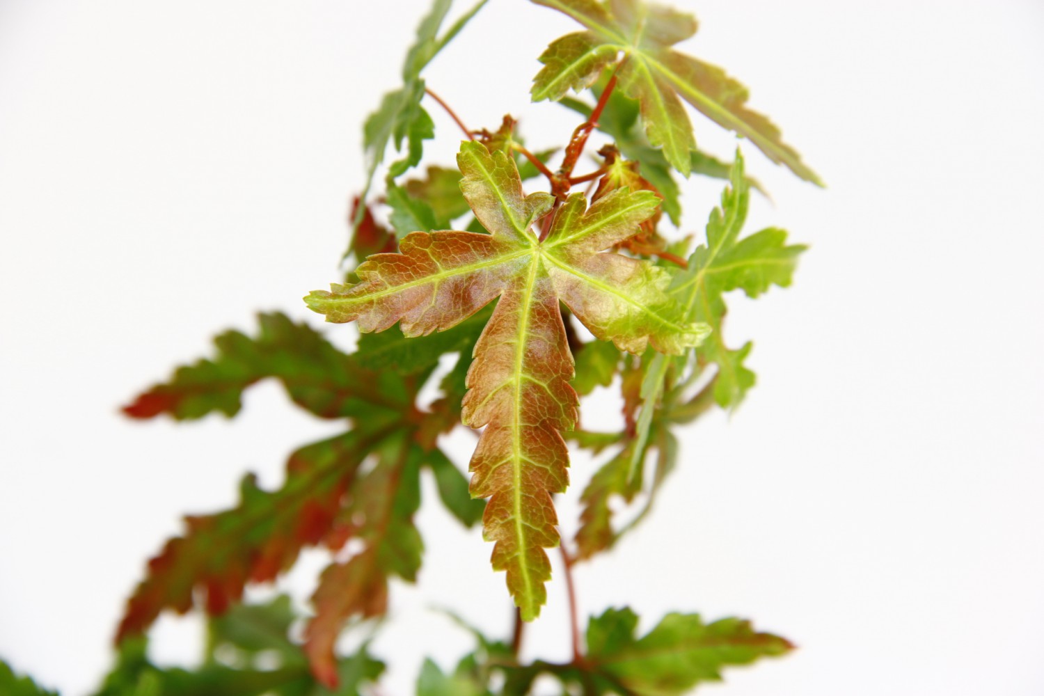 JAPON AKÇAAĞACI ACER PALMATUM 3 ADET