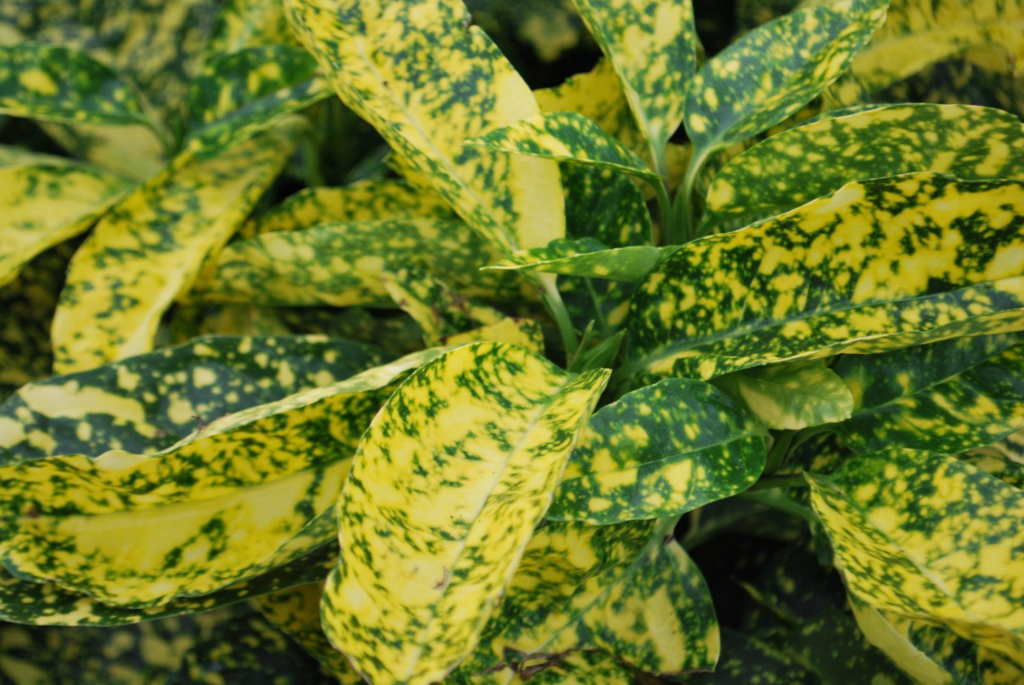 JAPON DEFNESİ AKUBA 5 ADET JAPON DEFNESİ AKUBA 5 ADET