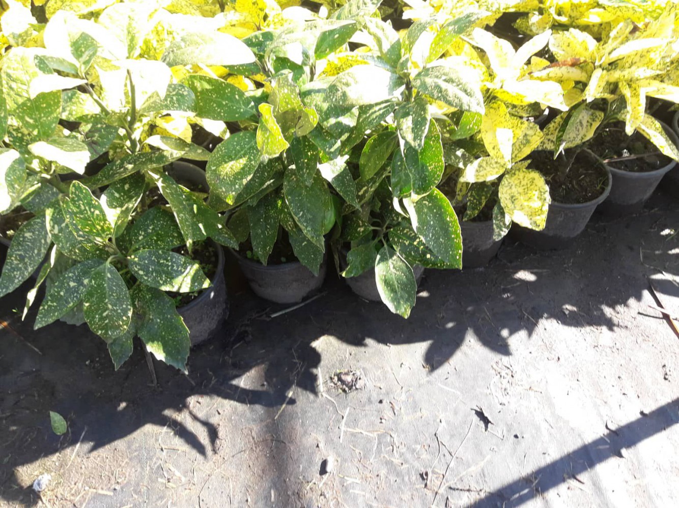 JAPON DEFNESİ AKUBA 5 ADET JAPON DEFNESİ AKUBA 5 ADET