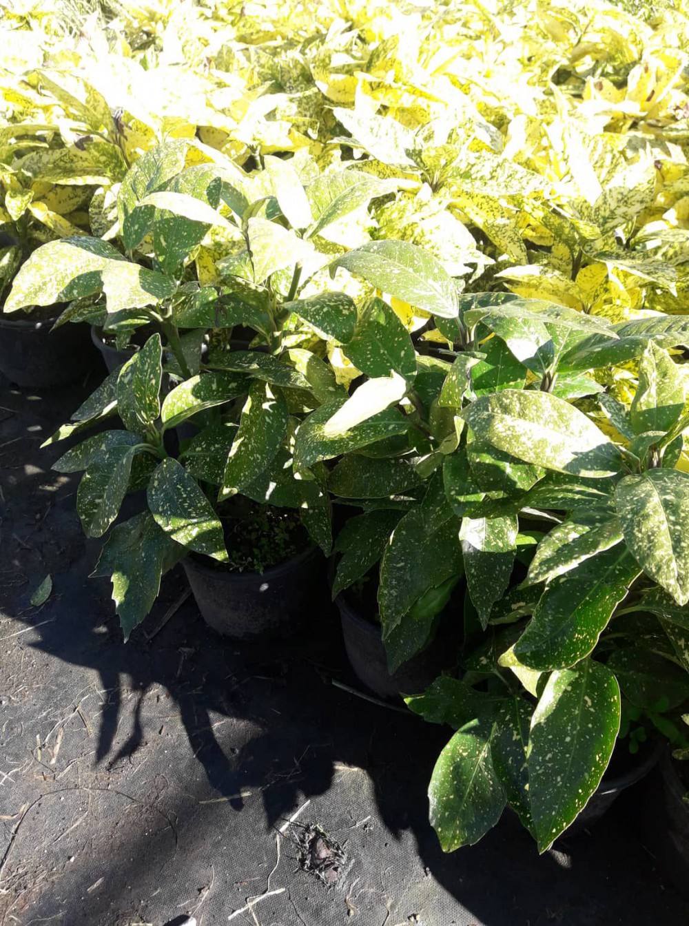 JAPON DEFNESİ AKUBA 5 ADET JAPON DEFNESİ AKUBA 5 ADET