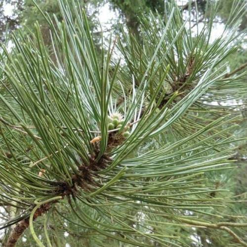 KARAÇAM TOHUMU 100 GR 4000 ADET TOHUM