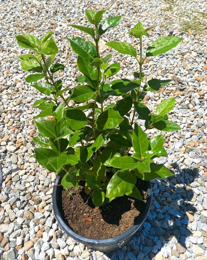 KARTOPU ÇİÇEKLİ ÇİT BİTKİSİ 5 ADET